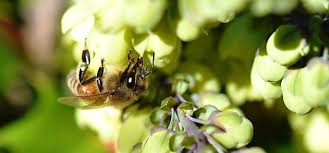 Image result for Boccia In Epsom & Ewell (Bees)