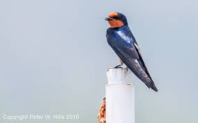 Attēlu rezultāti vaicājumam “Hirundo rustica adult”