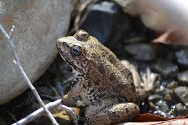 Attēlu rezultāti vaicājumam “Pelophylax”