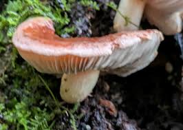 Attēlu rezultāti vaicājumam “Hypholoma lateritium”