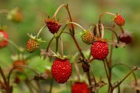 Attēlu rezultāti vaicājumam “Fragaria viridis fruit”