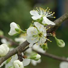 Attēlu rezultāti vaicājumam “Prunus domestica subsp. domestica leaf”