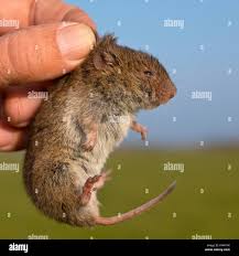 Attēlu rezultāti vaicājumam “Microtus agrestis”