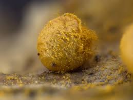 Attēlu rezultāti vaicājumam “Trichia alpina macro”