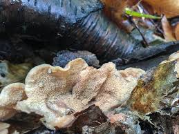 Attēlu rezultāti vaicājumam “Phlebia tremellosa”