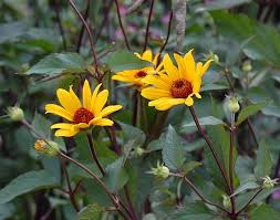 Image result for Heliopsis scabra
