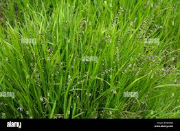 Attēlu rezultāti vaicājumam “Melica nutans”