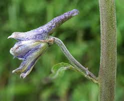 Attēlu rezultāti vaicājumam “Colloderma robustum young”