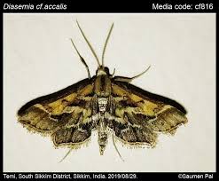 Attēlu rezultāti vaicājumam “Diasemia reticularis”