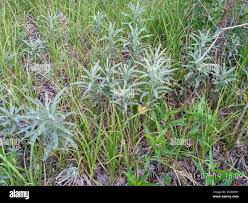 Attēlu rezultāti vaicājumam “Jacobaea paludosa leaf”