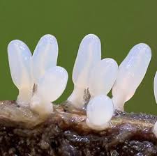 Attēlu rezultāti vaicājumam “Diderma deplanatum spores”