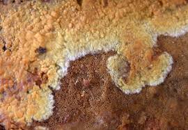 Attēlu rezultāti vaicājumam “Crustoderma dryinum”