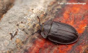 Attēlu rezultāti vaicājumam “Peltis grossa”