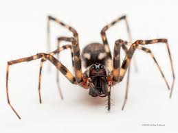 Attēlu rezultāti vaicājumam “Neriene montana”