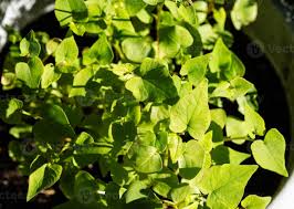 Attēlu rezultāti vaicājumam “Fagopyrum esculentum leaf”