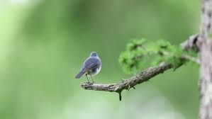 Image result for Luscinia cyane