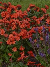 Attēlu rezultāti vaicājumam “Silene x arkwrightii Vesuvius”