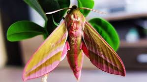 Attēlu rezultāti vaicājumam “Deilephila elpenor”