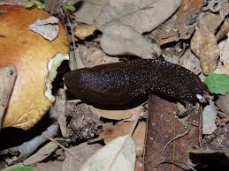 Attēlu rezultāti vaicājumam “Arion lusitanicus”