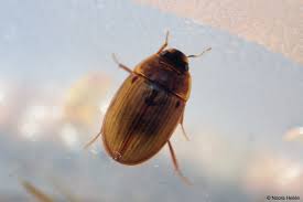 Attēlu rezultāti vaicājumam “Enochrus affinis”