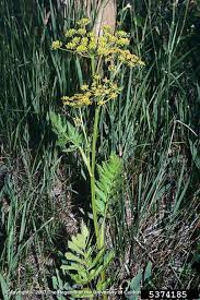 Image result for Pastinaca sativa