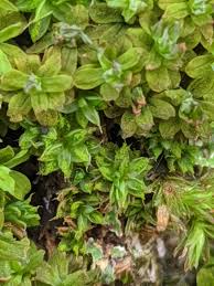 Attēlu rezultāti vaicājumam “Syntrichia papillosa”