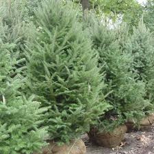 Attēlu rezultāti vaicājumam “Abies balsamea”