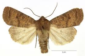 Attēlu rezultāti vaicājumam “Hoplodrina octogenaria”