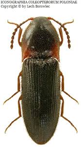 Attēlu rezultāti vaicājumam “Ampedus balteatus”