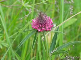 Attēlu rezultāti vaicājumam “Trifolium medium flower”