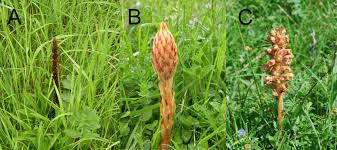 Attēlu rezultāti vaicājumam “Orobanche elatior flower”