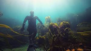 Image result for Notanx Freedive Club