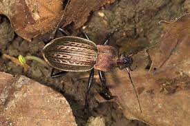 Attēlu rezultāti vaicājumam “Carabus cancellatus”