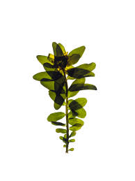 Attēlu rezultāti vaicājumam “Euphorbiaceae”