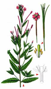 Image result for Weidenröschen