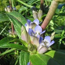 Attēlu rezultāti vaicājumam “Gentiana cruciata bud”