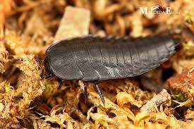 Attēlu rezultāti vaicājumam “Silpha obscura larva”