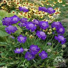 Image result for scabiosa caucasica