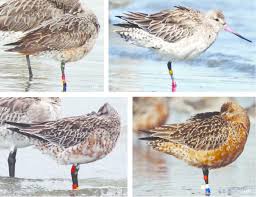 Attēlu rezultāti vaicājumam “Limosa lapponica adult”