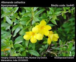 Attēlu rezultāti vaicājumam “Apocynaceae”