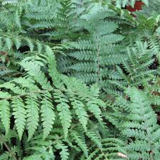 Attēlu rezultāti vaicājumam “Weissia squarrosa”