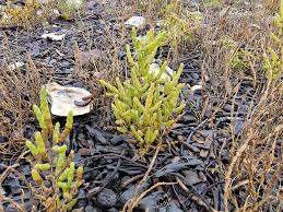 Attēlu rezultāti vaicājumam “Atriplex littoralis leaf”