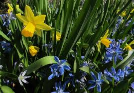 Attēlu rezultāti vaicājumam “Scilla siberica”