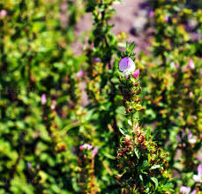 Attēlu rezultāti vaicājumam “Ononis arvensis leaf”