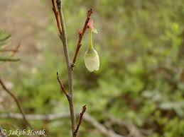 Attēlu rezultāti vaicājumam “Vaccinium uliginosum flower”