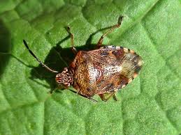 Attēlu rezultāti vaicājumam “Elasmucha grisea”