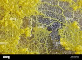 Attēlu rezultāti vaicājumam “Physarum globuliferum spores”