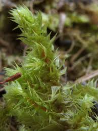 Attēlu rezultāti vaicājumam “Eurhynchium praelongum”