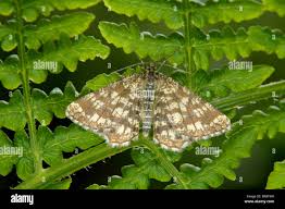 Attēlu rezultāti vaicājumam “Chiasmia clathrata”