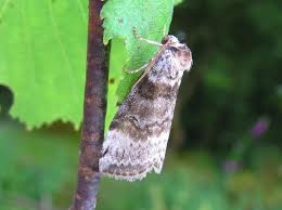 Attēlu rezultāti vaicājumam “Tetheella fluctuosa”